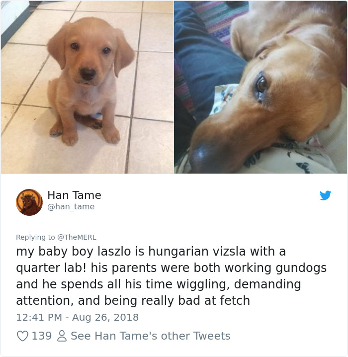 Failed-Working-Dog-Story-Twitter