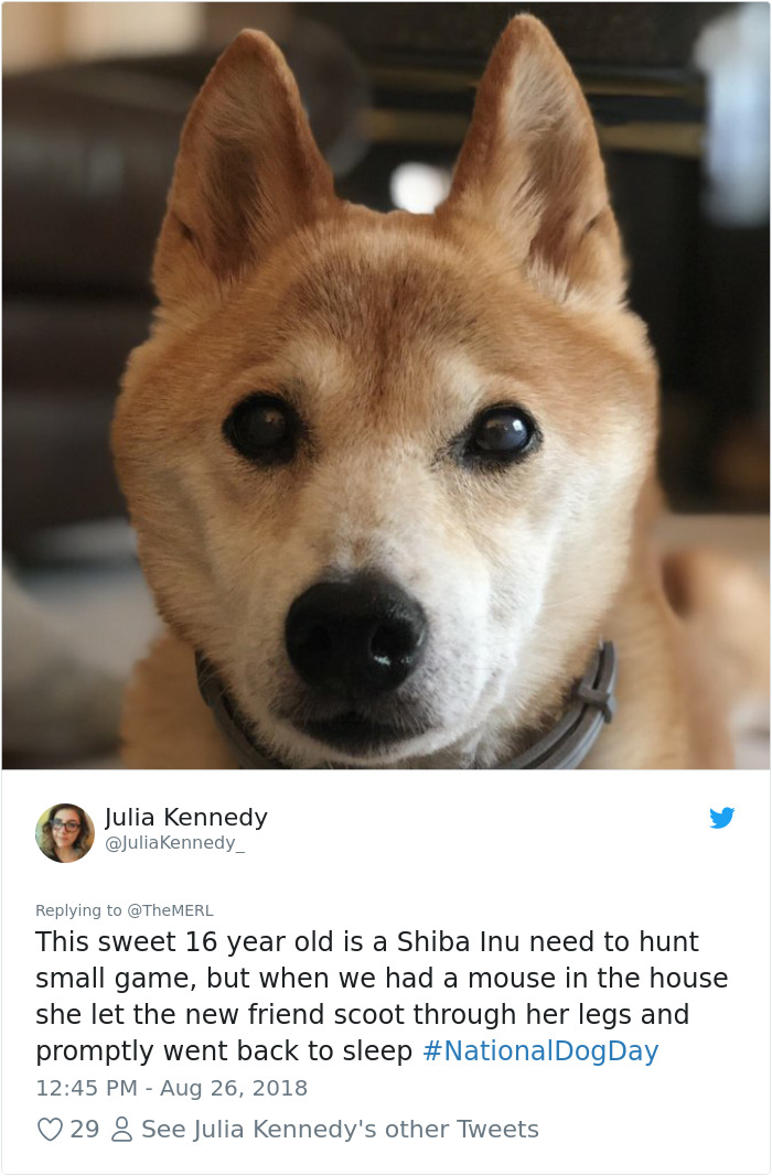 Failed-Working-Dog-Story-Twitter