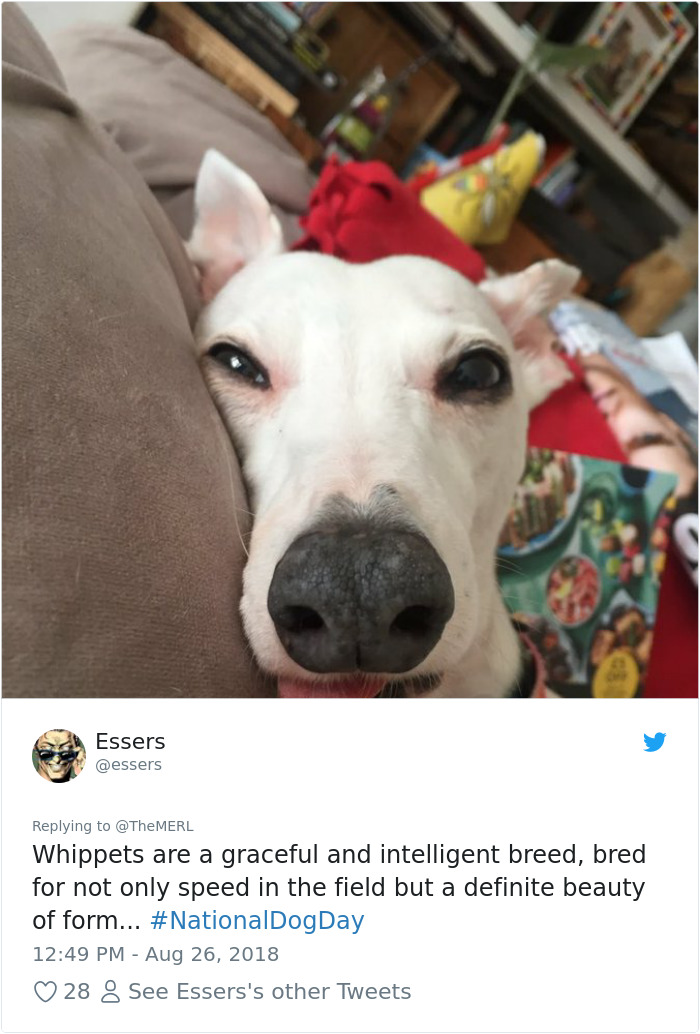 Failed-Working-Dog-Story-Twitter