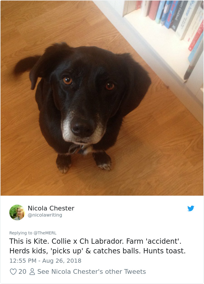 Failed-Working-Dog-Story-Twitter