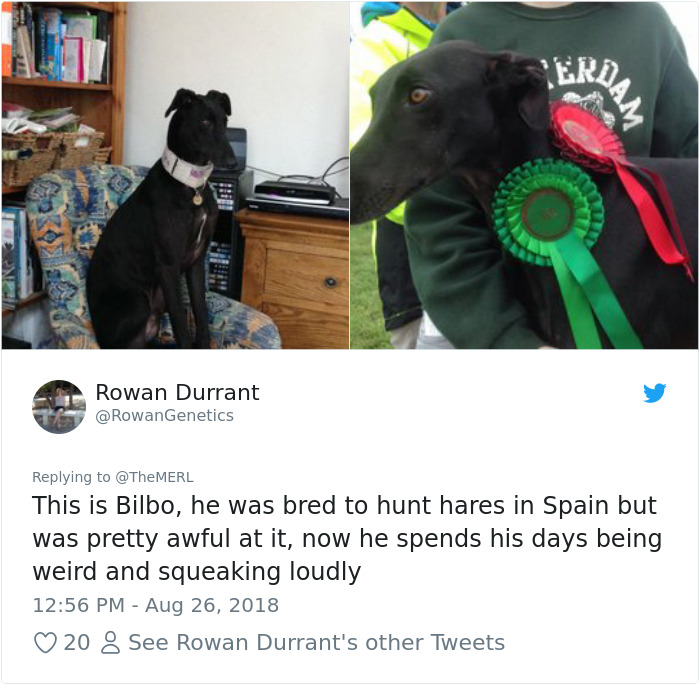 Failed-Working-Dog-Story-Twitter