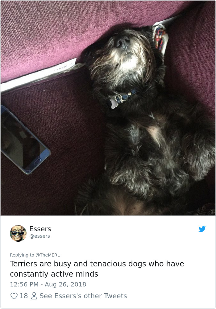 Failed-Working-Dog-Story-Twitter