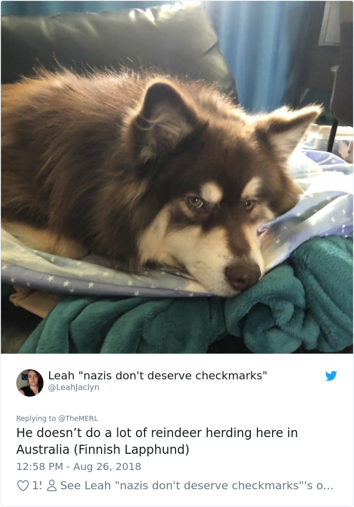 Failed-Working-Dog-Story-Twitter