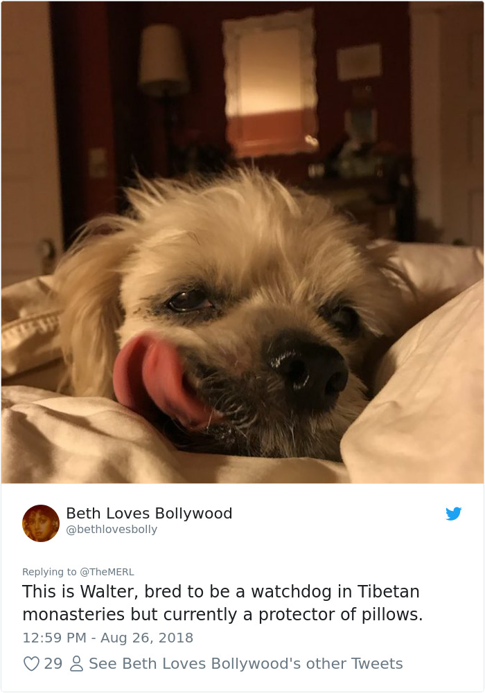 Failed-Working-Dog-Story-Twitter