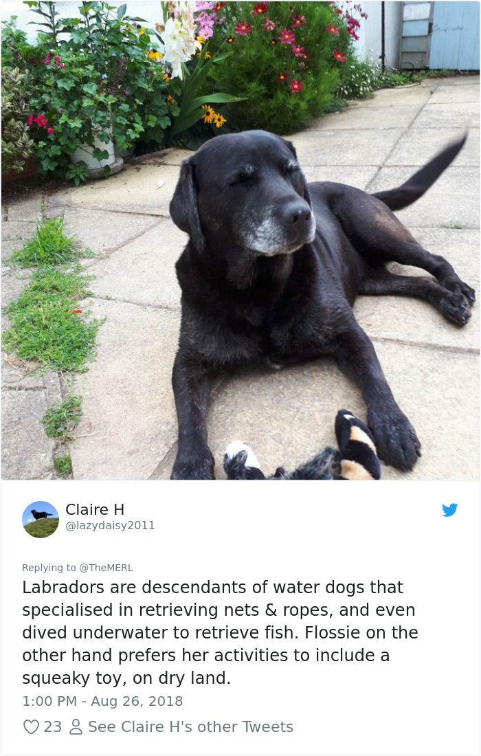 Failed-Working-Dog-Story-Twitter