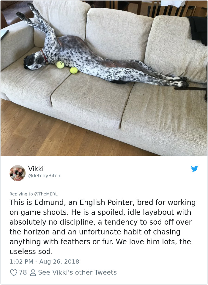 Failed-Working-Dog-Story-Twitter