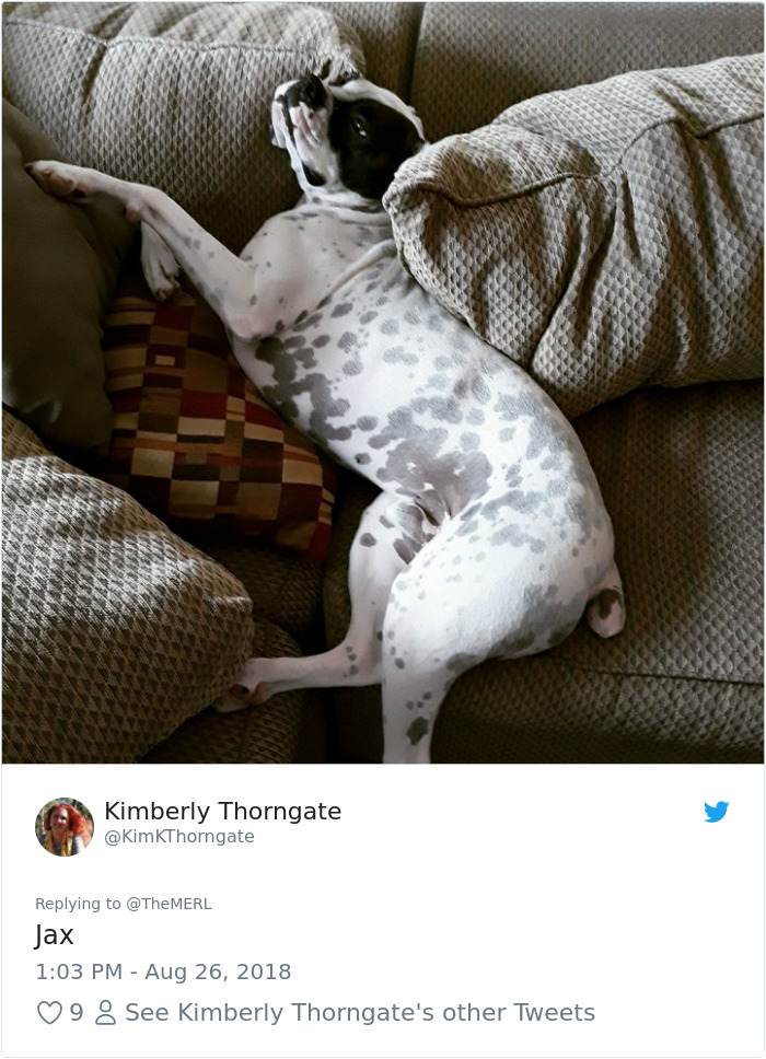 Failed-Working-Dog-Story-Twitter