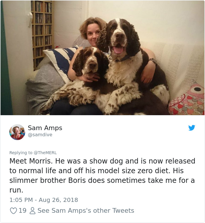 Failed-Working-Dog-Story-Twitter