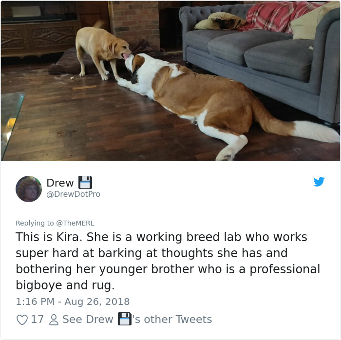 Failed-Working-Dog-Story-Twitter
