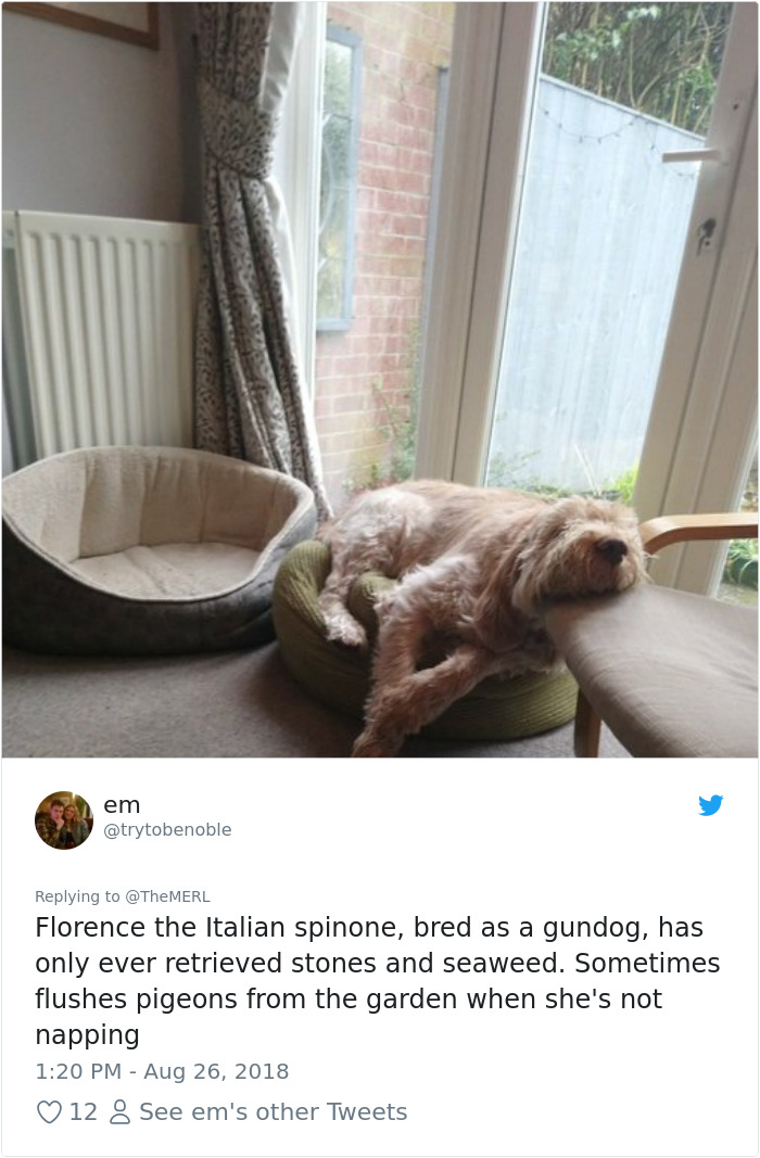 Failed-Working-Dog-Story-Twitter