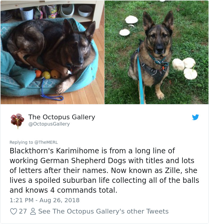 Failed-Working-Dog-Story-Twitter
