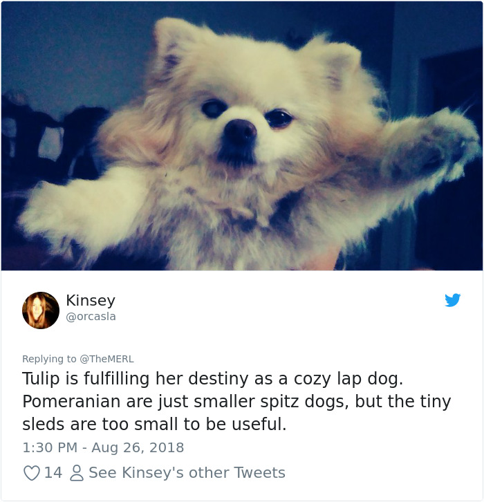 Failed-Working-Dog-Story-Twitter