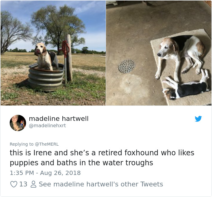 Failed-Working-Dog-Story-Twitter