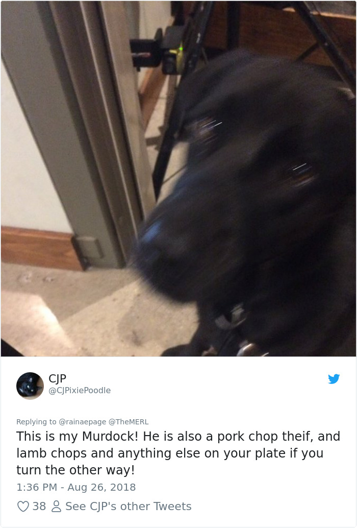 Failed-Working-Dog-Story-Twitter