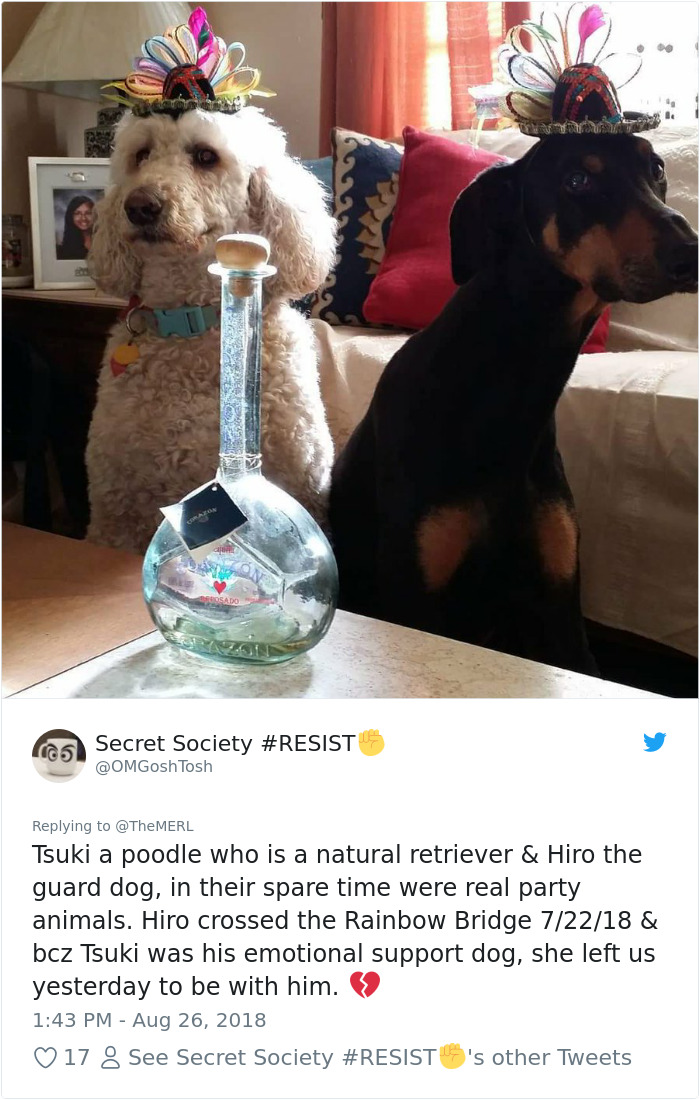 Failed-Working-Dog-Story-Twitter