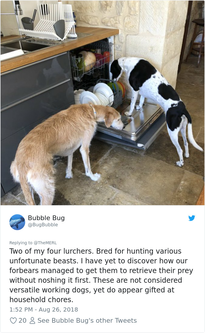 Failed-Working-Dog-Story-Twitter