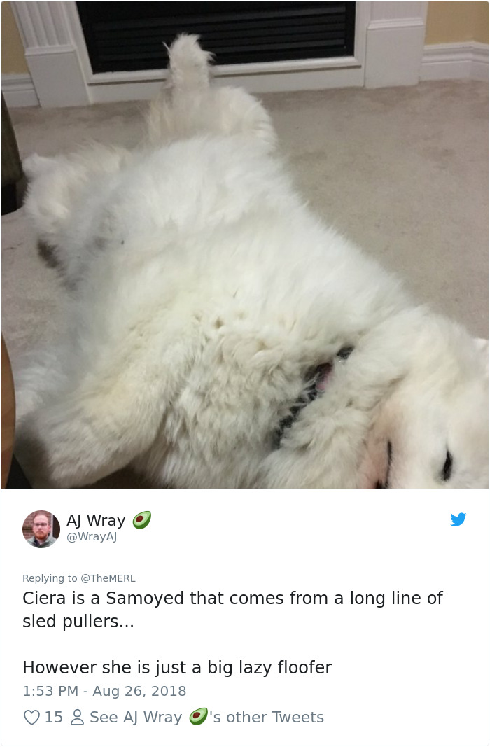 Failed-Working-Dog-Story-Twitter