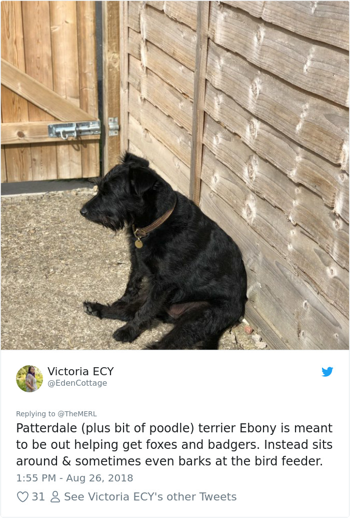 Failed-Working-Dog-Story-Twitter