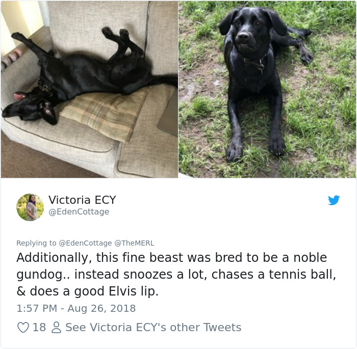 Failed-Working-Dog-Story-Twitter