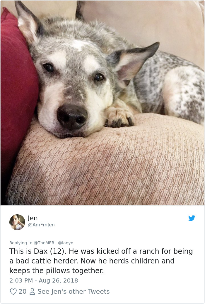 Failed-Working-Dog-Story-Twitter
