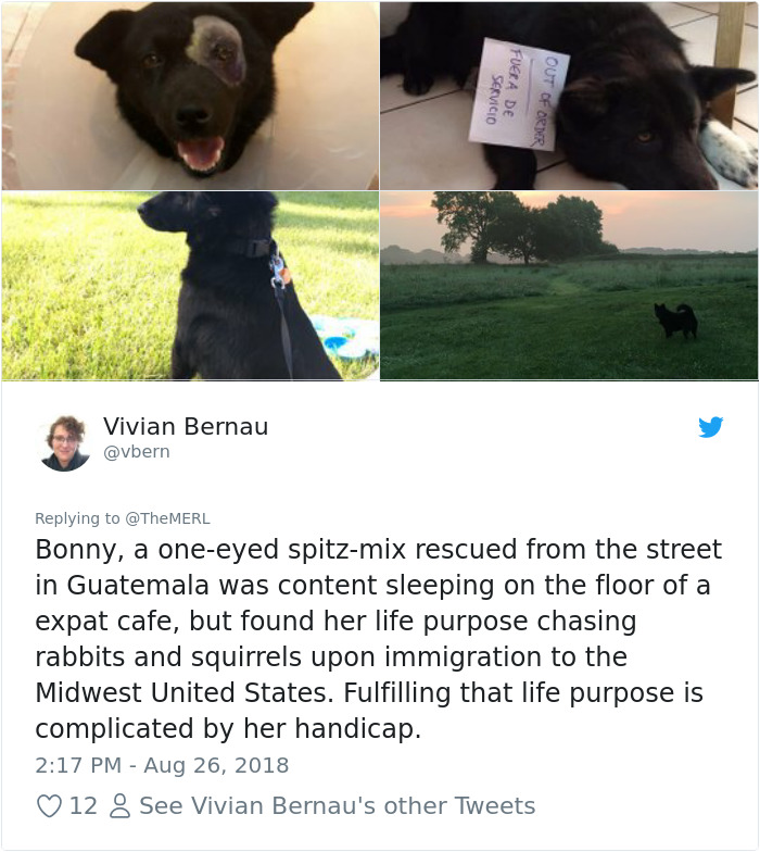 Failed-Working-Dog-Story-Twitter