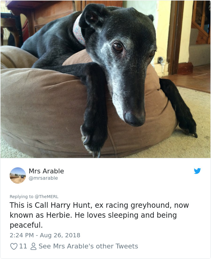 Failed-Working-Dog-Story-Twitter