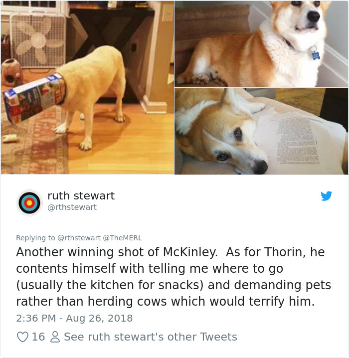 Failed-Working-Dog-Story-Twitter