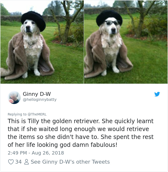 Failed-Working-Dog-Story-Twitter