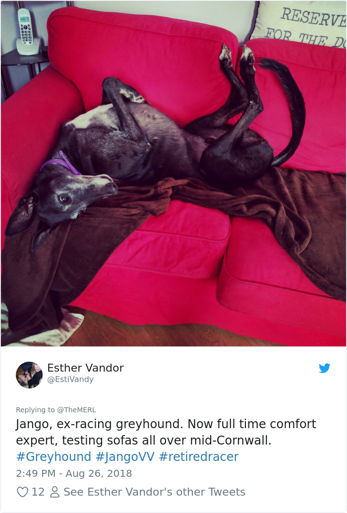 Failed-Working-Dog-Story-Twitter