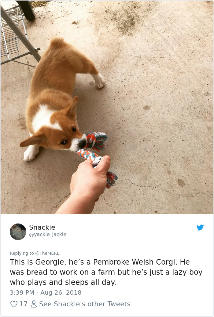 Failed-Working-Dog-Story-Twitter