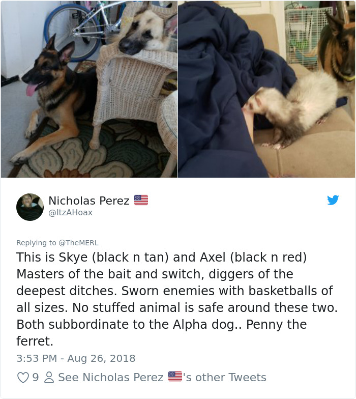 Failed-Working-Dog-Story-Twitter