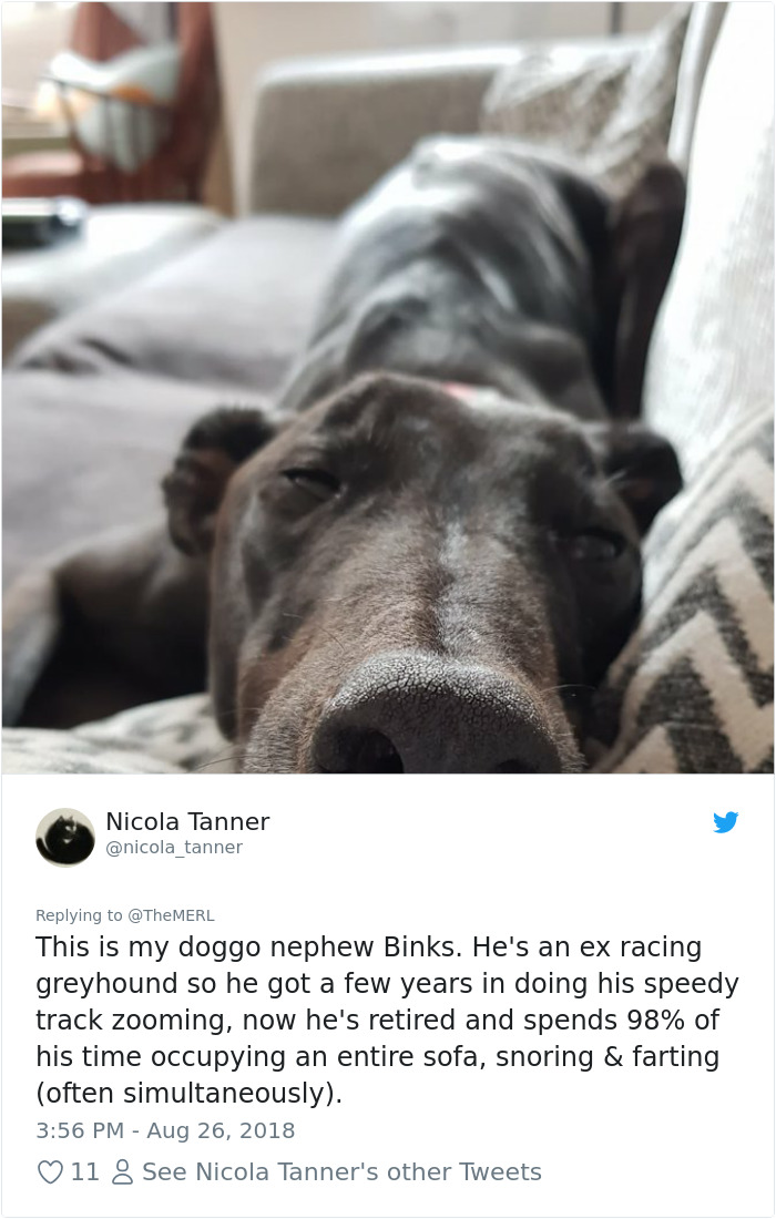Failed-Working-Dog-Story-Twitter