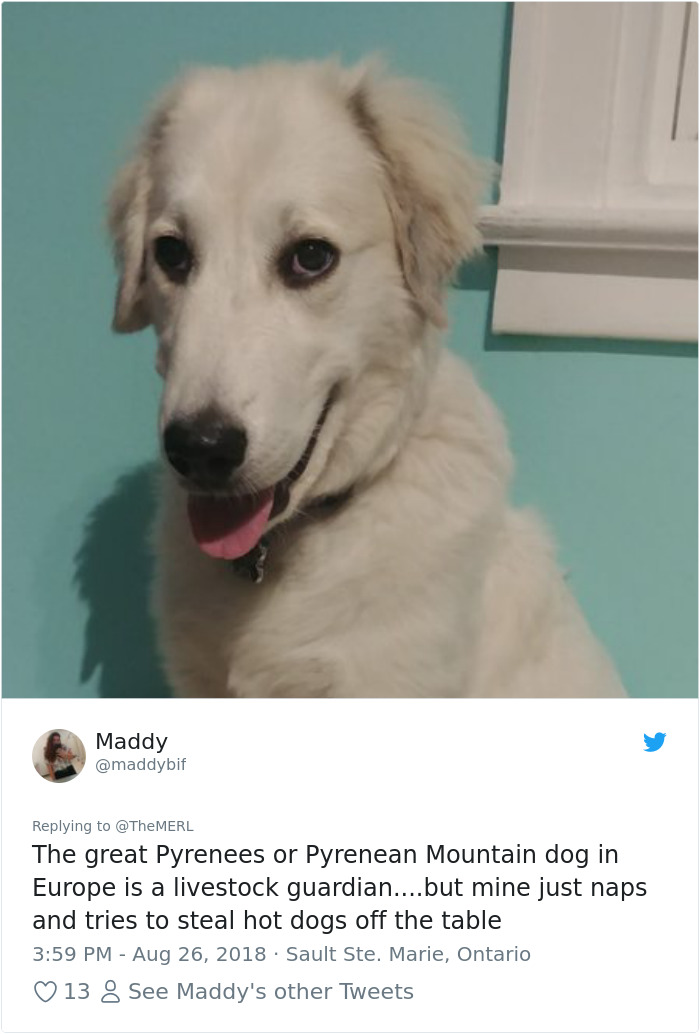 Failed-Working-Dog-Story-Twitter