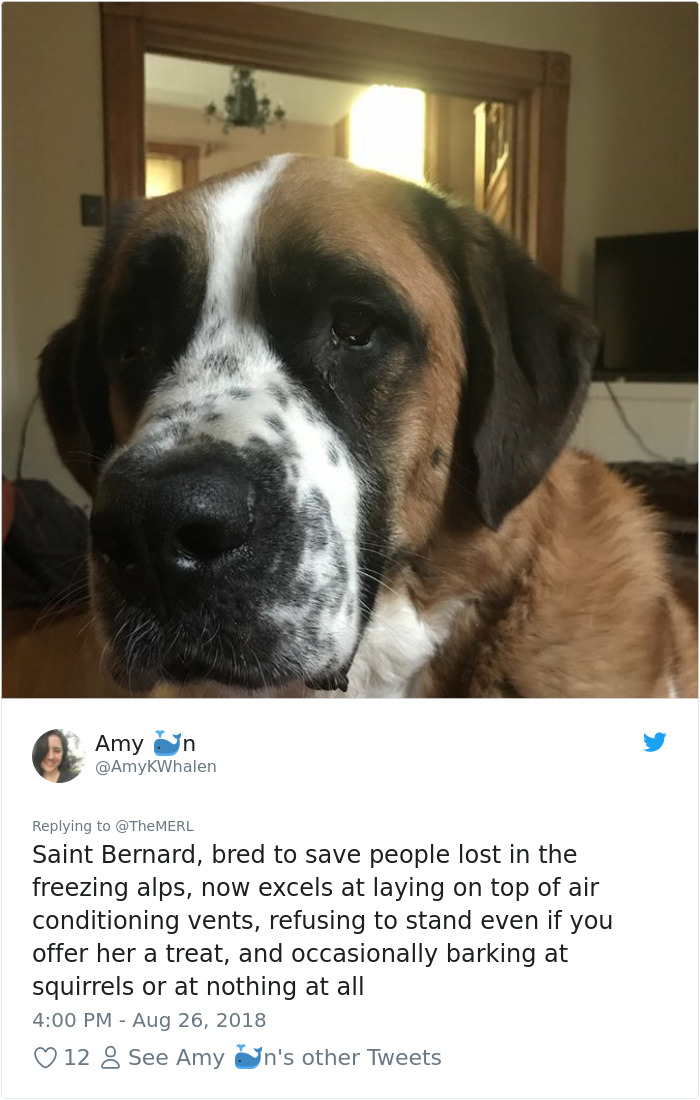 Failed-Working-Dog-Story-Twitter