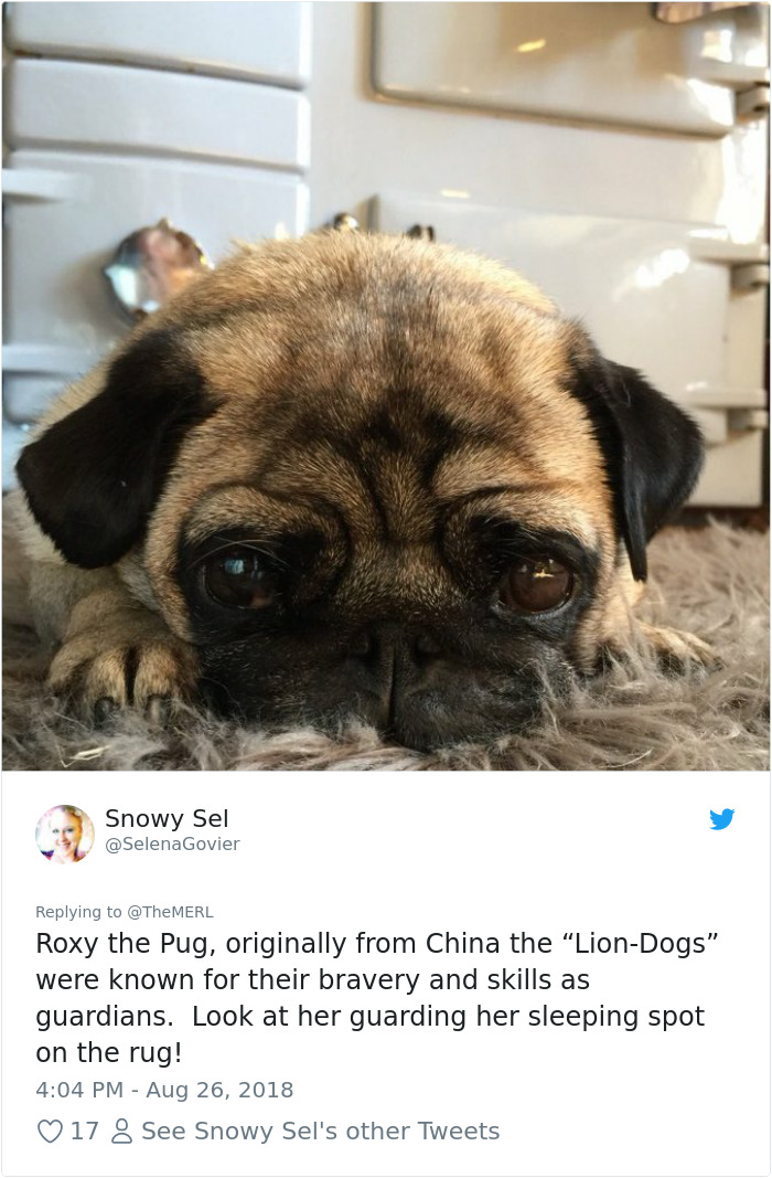 Failed-Working-Dog-Story-Twitter