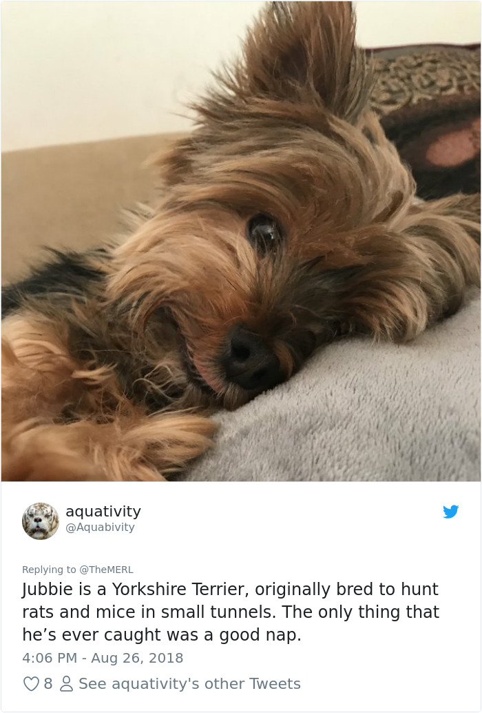 Failed-Working-Dog-Story-Twitter