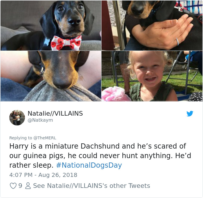 Failed-Working-Dog-Story-Twitter