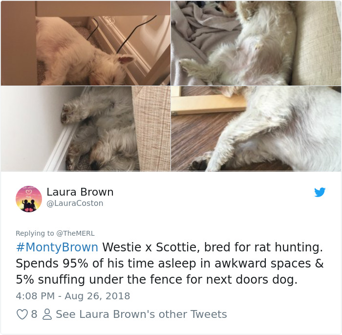 Failed-Working-Dog-Story-Twitter