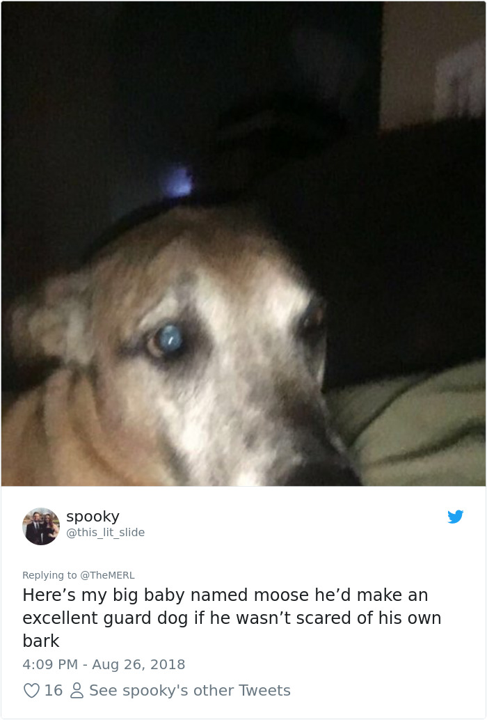 Failed-Working-Dog-Story-Twitter