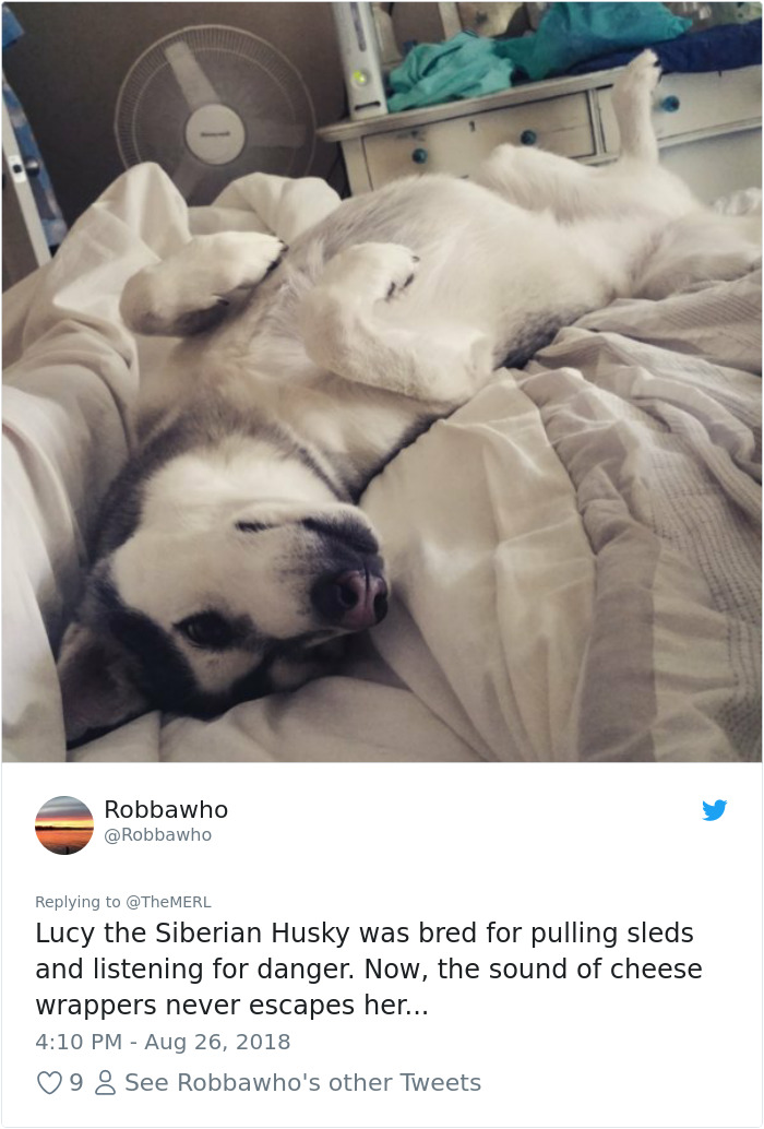 Failed-Working-Dog-Story-Twitter