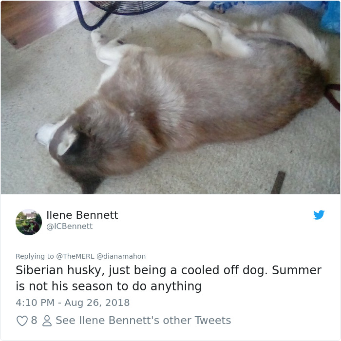 Failed-Working-Dog-Story-Twitter