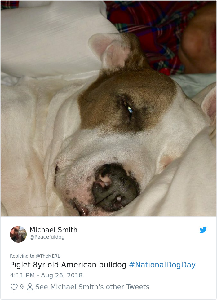 Failed-Working-Dog-Story-Twitter