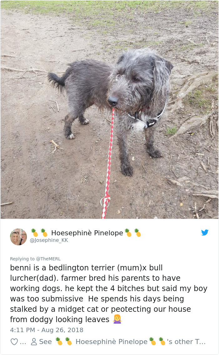 Failed-Working-Dog-Story-Twitter