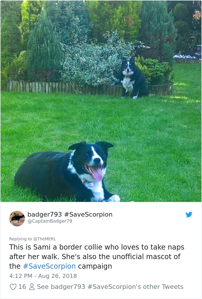 Failed-Working-Dog-Story-Twitter