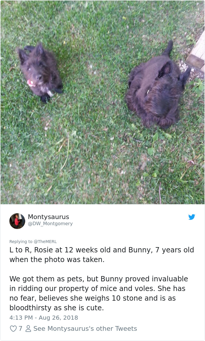 Failed-Working-Dog-Story-Twitter