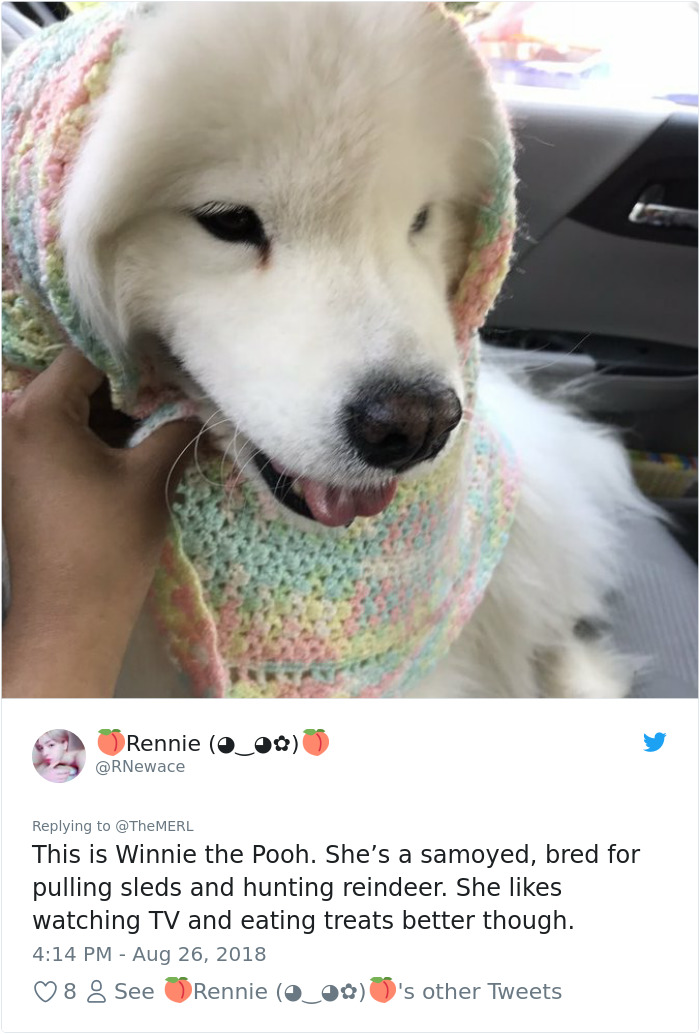 Failed-Working-Dog-Story-Twitter