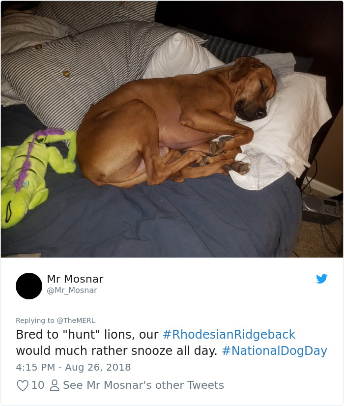 Failed-Working-Dog-Story-Twitter