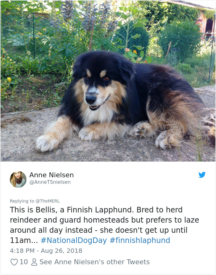 Failed-Working-Dog-Story-Twitter