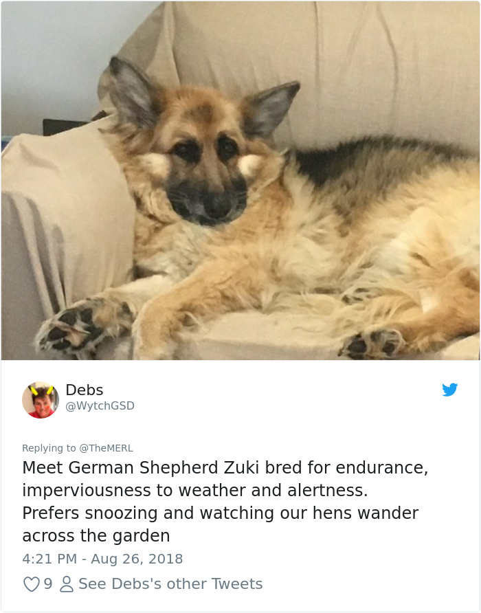 Failed-Working-Dog-Story-Twitter