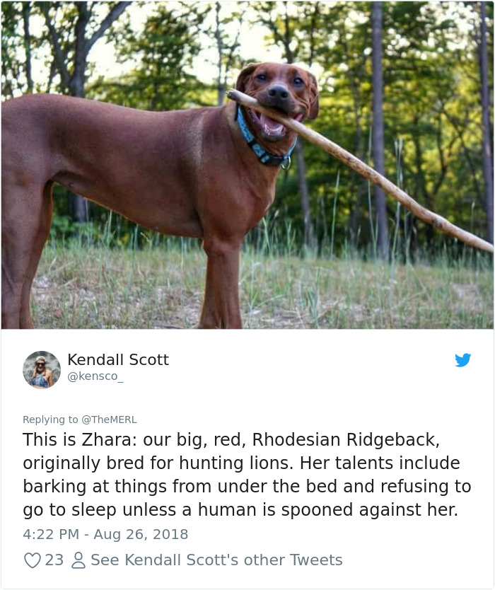 Failed-Working-Dog-Story-Twitter